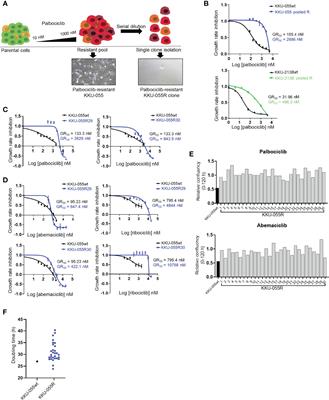 The Acquired Vulnerability Caused by CDK4/6 Inhibition Promotes Drug Synergism Between Oxaliplatin and Palbociclib in Cholangiocarcinoma